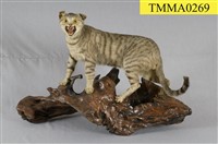 藏品(臺灣野貓)的圖片